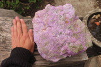 Natural Stichtite Specimen x 1 From Barberton, South Africa