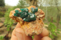 Natural Dioptase On Dolomite Specimens x 6 From Likasi, Congo