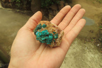 Natural Dioptase On Dolomite Specimens x 6 From Likasi, Congo