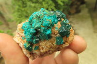 Natural Dioptase On Dolomite Specimens x 6 From Likasi, Congo