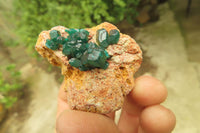 Natural Dioptase On Dolomite Specimens x 6 From Likasi, Congo