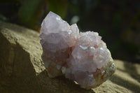 Natural Cactus Flower Spirit Quartz Clusters x 2 From Boekenhouthoek, South Africa