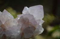 Natural Cactus Flower Spirit Quartz Clusters x 2 From Boekenhouthoek, South Africa