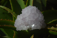 Natural Cactus Flower Spirit Quartz Clusters x 2 From Boekenhouthoek, South Africa