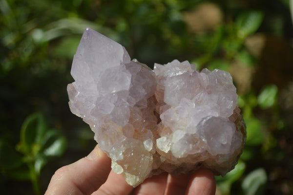 Natural Cactus Flower Spirit Quartz Clusters x 2 From Boekenhouthoek, South Africa