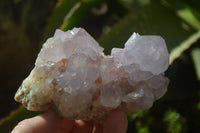 Natural Cactus Flower Spirit Quartz Clusters x 2 From Boekenhouthoek, South Africa