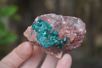 Natural Dioptase On Dolomite Specimens x 6 From Likasi, Congo