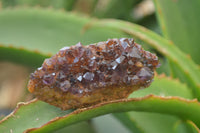 Natural Amethystos Amethyst Clusters x 20 From Kwaggafontein, South Africa