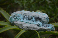 Natural Drusy Coated Malacolla On Dolomite Specimens x 6 From Likasi, Congo