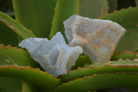 Natural Etched Blue Chalcedony Specimens x 24 From Nsanje, Malawi