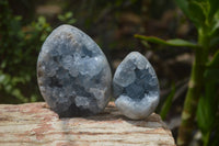 Polished Celestite Egg Geodes x 6 From Madagascar