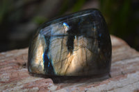 Polished Labradorite Standing Free Forms x 5 From Tulear, Madagascar