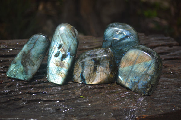 Polished Labradorite Standing Free Forms x 5 From Tulear, Madagascar