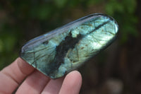 Polished Labradorite Standing Free Forms x 5 From Tulear, Madagascar