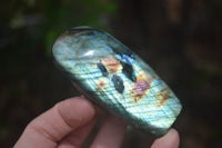 Polished Labradorite Standing Free Forms x 5 From Tulear, Madagascar