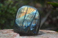 Polished Labradorite Standing Free Forms x 5 From Tulear, Madagascar