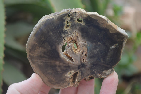 Polished Petrified Wood Slices x 12 From Gokwe, Zimbabwe