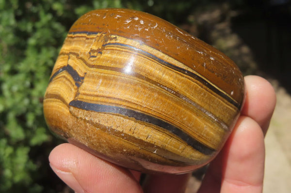 Polished Tiger's Eye Free Forms x 5 From Prieska, South Africa