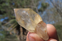 Natural Citrine Quartz Crystals x 12 From Luena, Congo