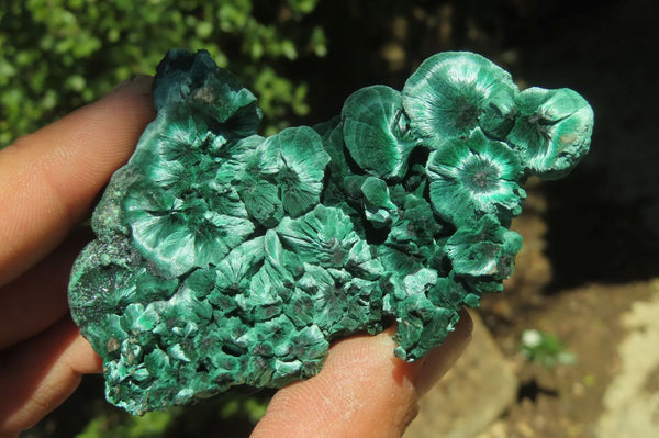 Natural Silky Malachite Specimens x 6 From Kasompe, Congo