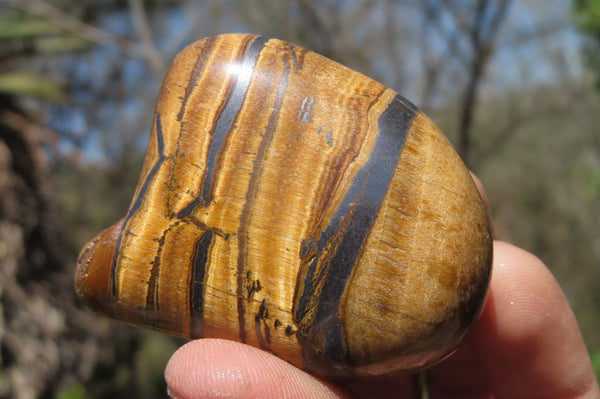 Polished Tiger's Eye Free Forms x 12 From Prieska, South Africa