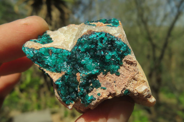 Natural Dioptase On Dolomite Specimens x 6 From Likasi, Congo