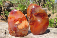 Polished Carnelian Standing Free Forms x 6 From Madagascar