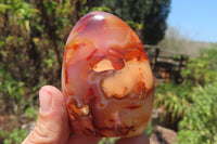 Polished Carnelian Standing Free Forms x 6 From Madagascar