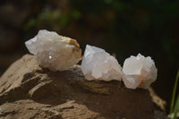 Natural Cactus Flower White Spirit Quartz Crystals and Clusters x 35 From Boekenhouthoek, South Africa