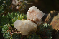 Natural Cactus Flower White Spirit Quartz Crystals and Clusters x 35 From Boekenhouthoek, South Africa