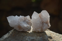 Natural Cactus Flower White Spirit Quartz Crystals and Clusters x 35 From Boekenhouthoek, South Africa