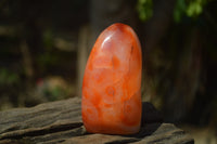 Polished Carnelian Standing Free Form x 2 from Madagascar