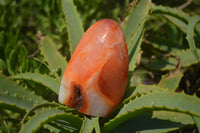 Polished Carnelian Standing Free Form x 2 from Madagascar