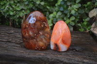 Polished Carnelian Standing Free Form x 2 from Madagascar