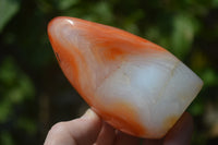 Polished Carnelian Standing Free Form x 2 from Madagascar