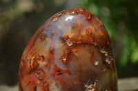 Polished Carnelian Standing Free Form x 2 from Madagascar