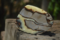 Polished Septerye Slices x 12 From Mahajanga, Madagascar