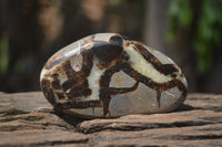 Polished Septerye Slices x 12 From Mahajanga, Madagascar