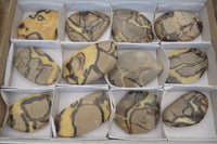 Polished Septerye Slices x 12 From Mahajanga, Madagascar