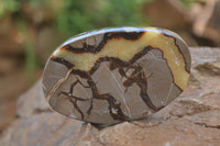 Polished Septerye Slices x 12 From Mahajanga, Madagascar