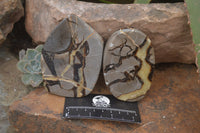 Polished Septerye Slices x 12 From Mahajanga, Madagascar