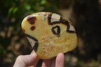 Polished Septerye Slices x 12 From Mahajanga, Madagascar