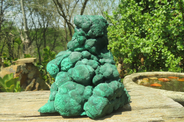 Natural Botryoidal Malachite Specimen x 1 From Tenke Fungurume, Congo