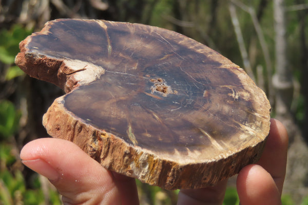 Polished Petrified Wood Slices x 6 From Zimbabwe