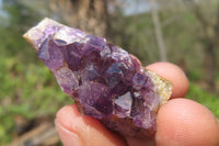 Natural Zululand Amethyst Agate Specimens x 42 from Jozini, South Africa