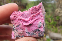 Natural Salrose Cobaltion Dolomite Specimens x 35 From Kakanda, Congo