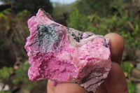 Natural Salrose Cobaltion Dolomite Specimens x 35 From Kakanda, Congo