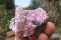 Natural Salrose Cobaltion Dolomite Specimens x 35 From Kakanda, Congo