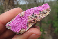 Natural Salrose Cobaltion Dolomite Specimens x 35 From Kakanda, Congo