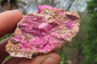 Natural Salrose Cobaltion Dolomite Specimens x 35 From Kakanda, Congo